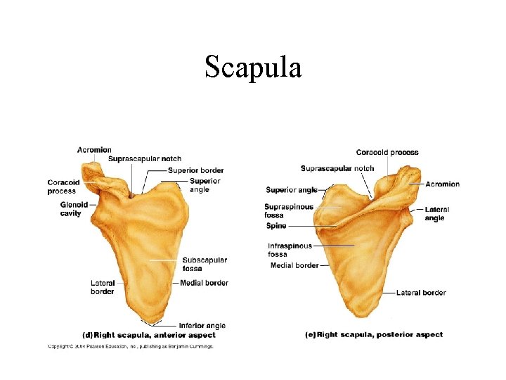 Scapula Scapula