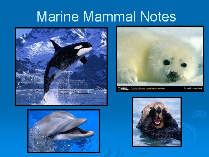 Marine Mammal Notes 