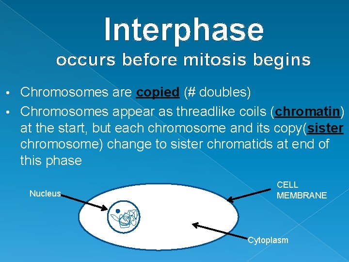 Interphase occurs before mitosis begins Chromosomes are copied (# doubles) • Chromosomes appear as