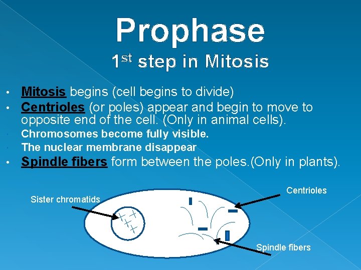 Prophase 1 st step in Mitosis • • Mitosis begins (cell begins to divide)