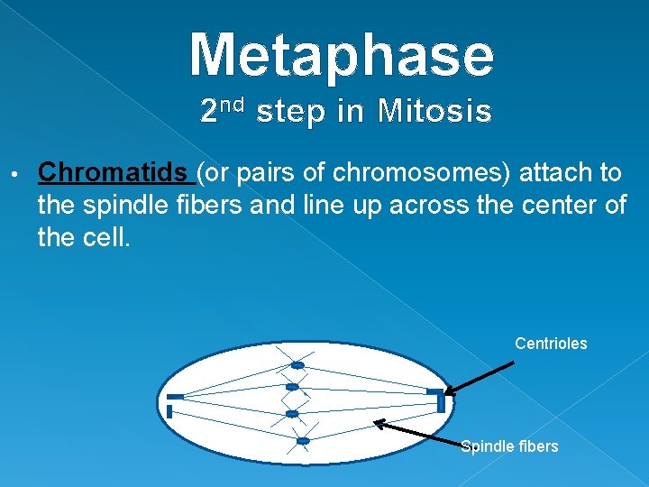 Metaphase 2 nd step in Mitosis • Chromatids (or pairs of chromosomes) attach to