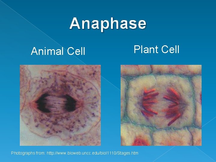 Anaphase Animal Cell Plant Cell Photographs from: http: //www. bioweb. uncc. edu/biol 1110/Stages. htm