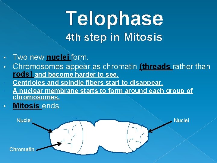Telophase 4 th step in Mitosis • • Two new nuclei form. Chromosomes appear