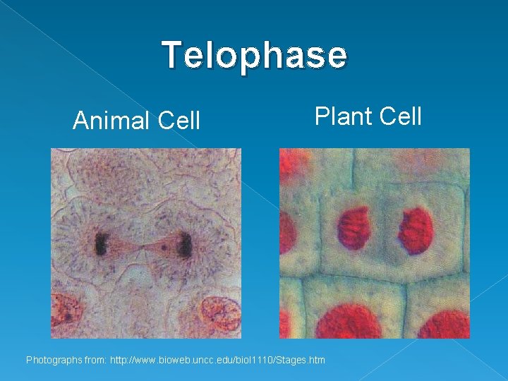 Telophase Animal Cell Plant Cell Photographs from: http: //www. bioweb. uncc. edu/biol 1110/Stages. htm