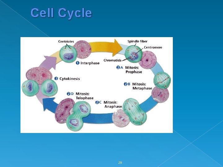 Cell Cycle 29 