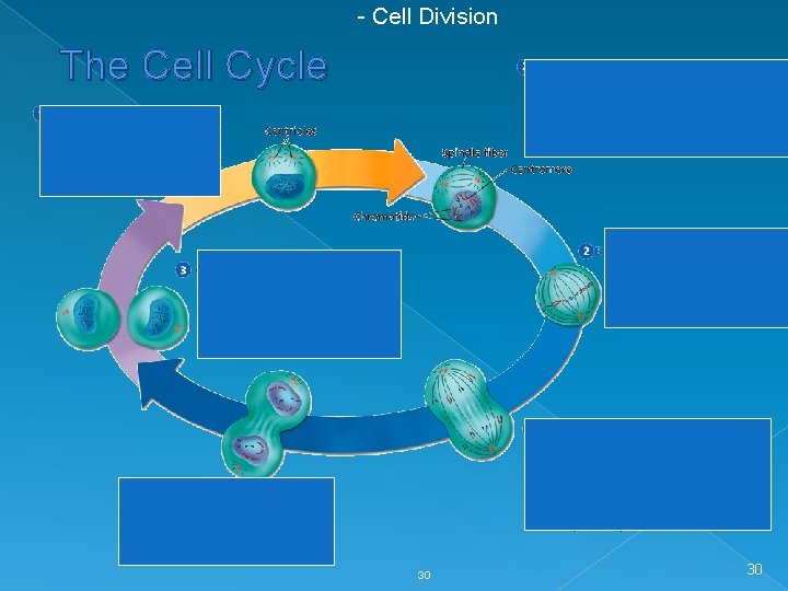 - Cell Division The Cell Cycle 30 30 
