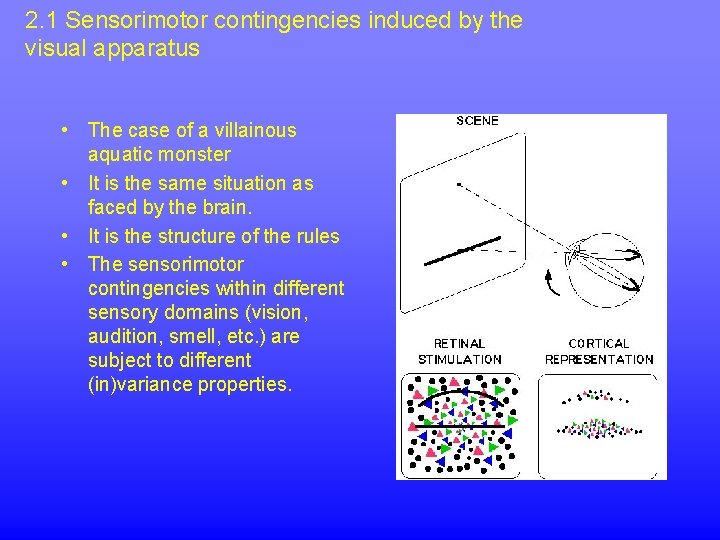 2. 1 Sensorimotor contingencies induced by the visual apparatus • The case of a