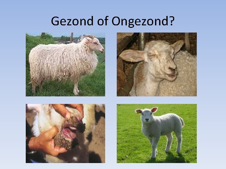 Gezond of Ongezond? 