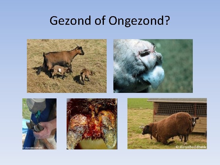 Gezond of Ongezond? 