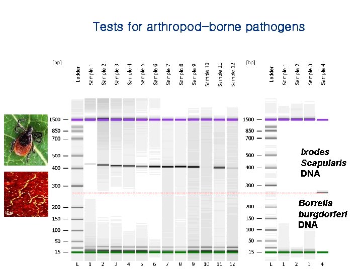 Tests for arthropod-borne pathogens Ixodes Scapularis DNA Borrelia burgdorferi DNA 