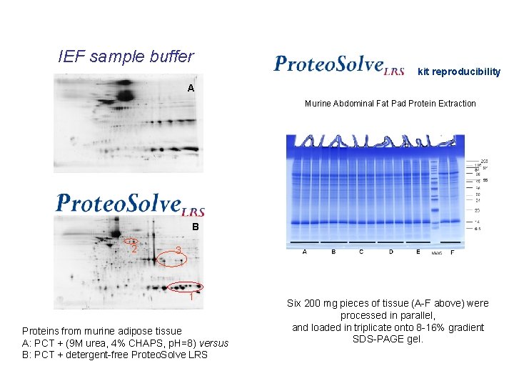 IEF sample buffer kit reproducibility A Murine Abdominal Fat Pad Protein Extraction B 2