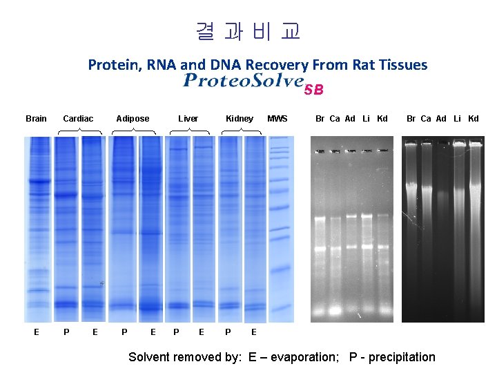 결과비교 Protein, RNA and DNA Recovery From Rat Tissues SB Brain E Cardiac P