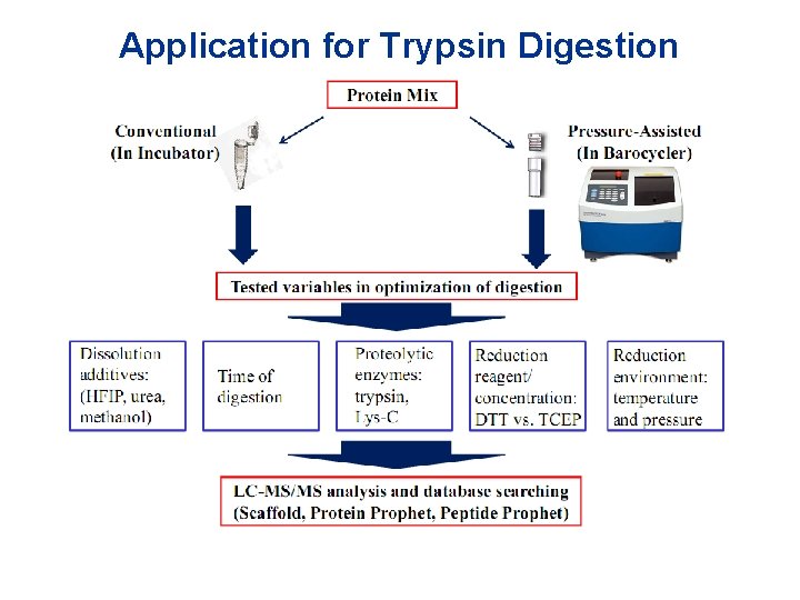 Application for Trypsin Digestion 