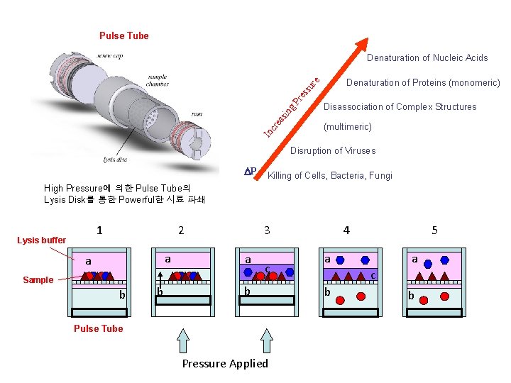 Pulse Tube Denaturation of Nucleic Acids In cr ea sin g Pr es su