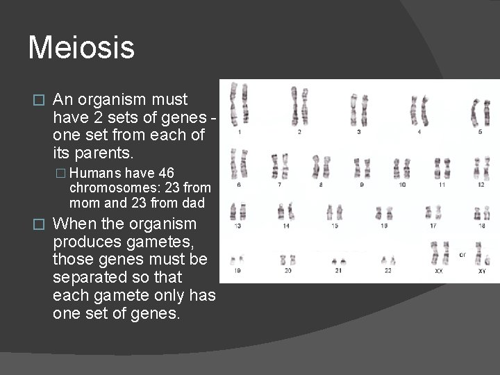 Meiosis � An organism must have 2 sets of genes one set from each