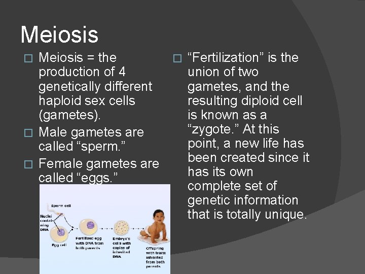 Meiosis = the � “Fertilization” is the production of 4 union of two genetically