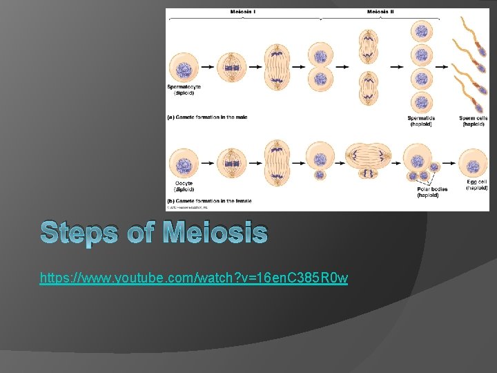 Steps of Meiosis https: //www. youtube. com/watch? v=16 en. C 385 R 0 w