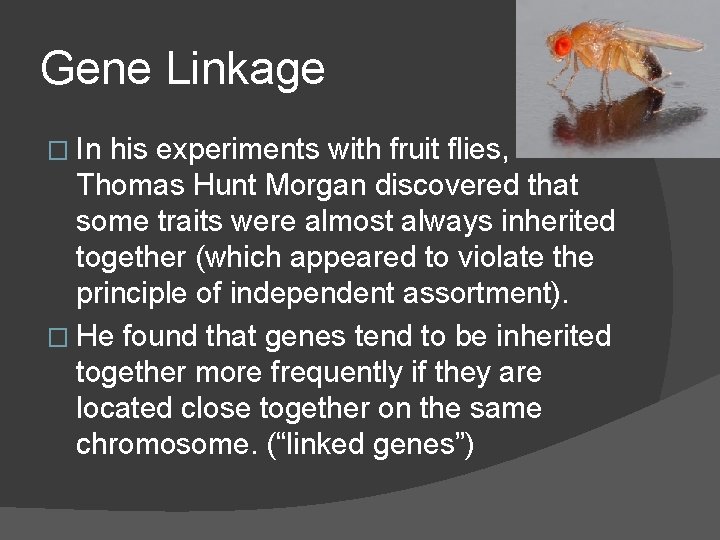 Gene Linkage � In his experiments with fruit flies, Thomas Hunt Morgan discovered that Gene Linkage � In his experiments with fruit flies, Thomas Hunt Morgan discovered that