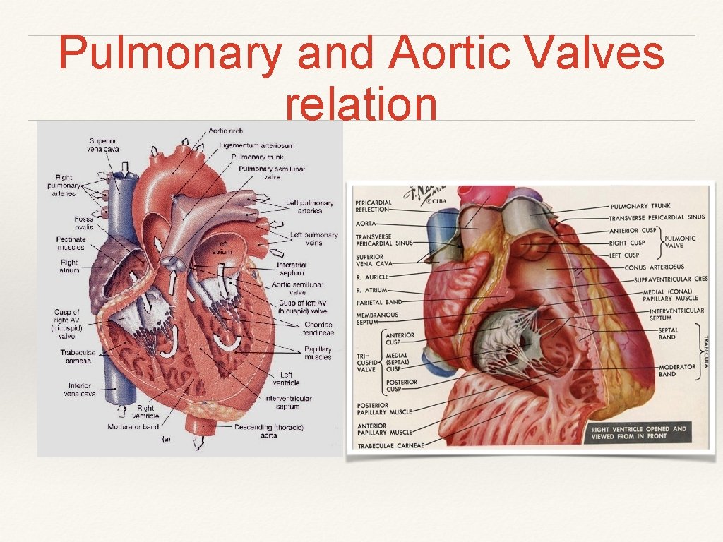 Pulmonary and Aortic Valves relation Pulmonary and Aortic Valves relation