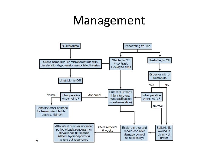 Management 