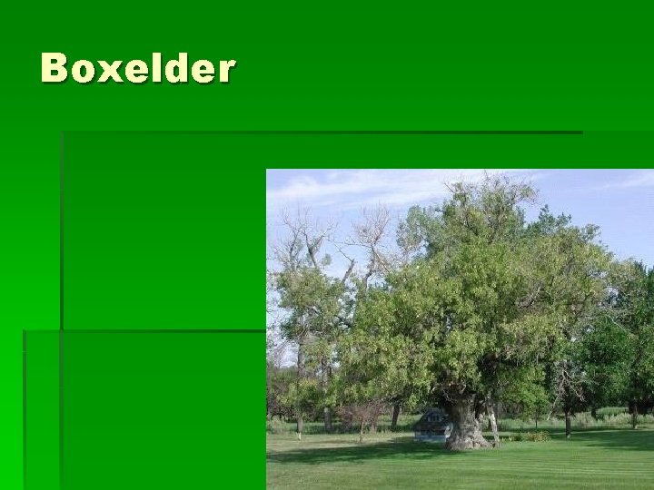 Boxelder 