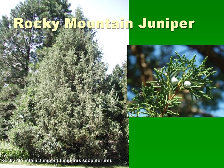 Rocky Mountain Juniper 