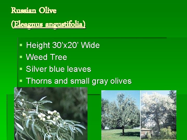 Russian Olive (Eleagnus angustifolia) § § Height 30’x 20’ Wide Weed Tree Silver blue