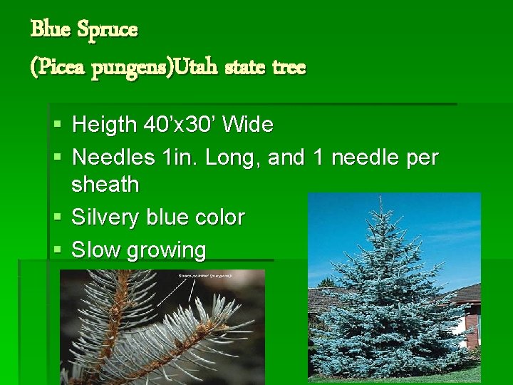 Blue Spruce (Picea pungens)Utah state tree § Heigth 40’x 30’ Wide § Needles 1