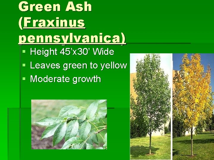 Green Ash (Fraxinus pennsylvanica) § § § Height 45’x 30’ Wide Leaves green to