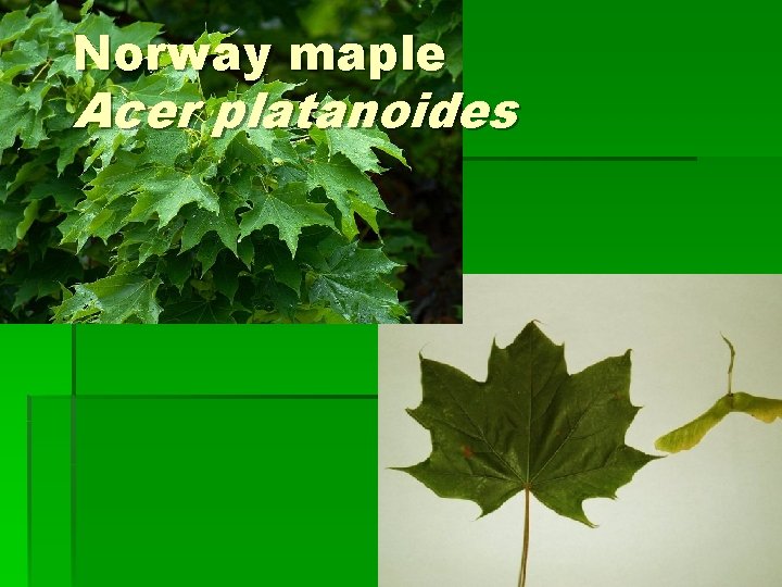Norway maple Acer platanoides 