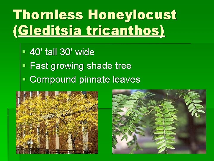 Thornless Honeylocust (Gleditsia tricanthos) § § § 40’ tall 30’ wide Fast growing shade