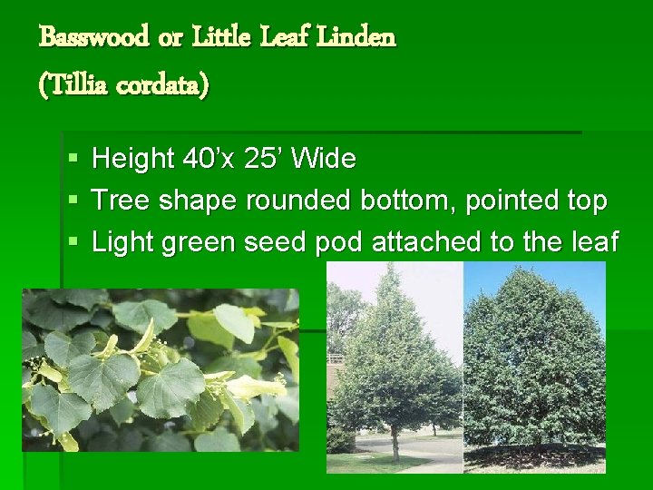 Basswood or Little Leaf Linden (Tillia cordata) § § § Height 40’x 25’ Wide