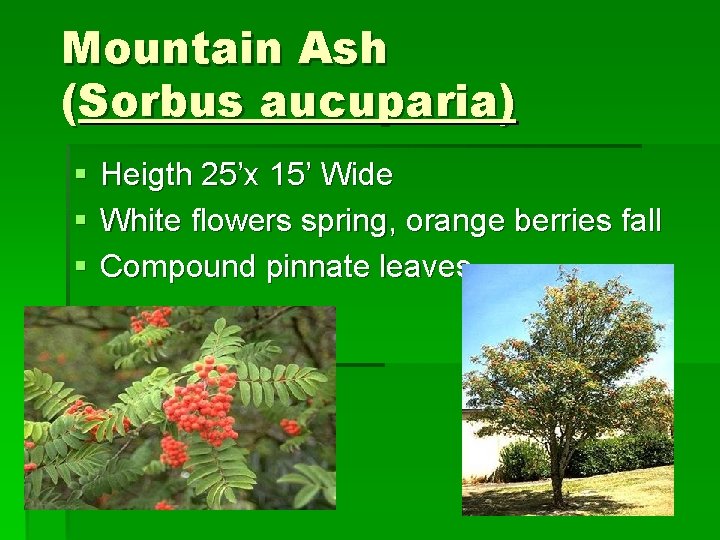 Mountain Ash (Sorbus aucuparia) § § § Heigth 25’x 15’ Wide White flowers spring,