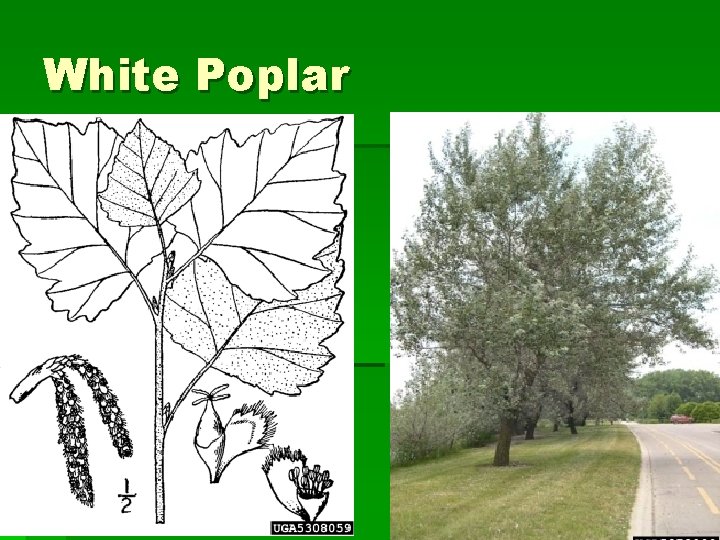 White Poplar 