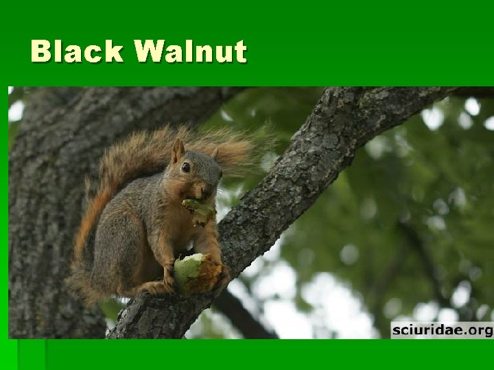 Black Walnut 