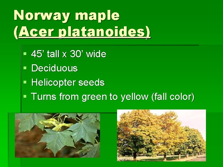 Norway maple (Acer platanoides) § § 45’ tall x 30’ wide Deciduous Helicopter seeds