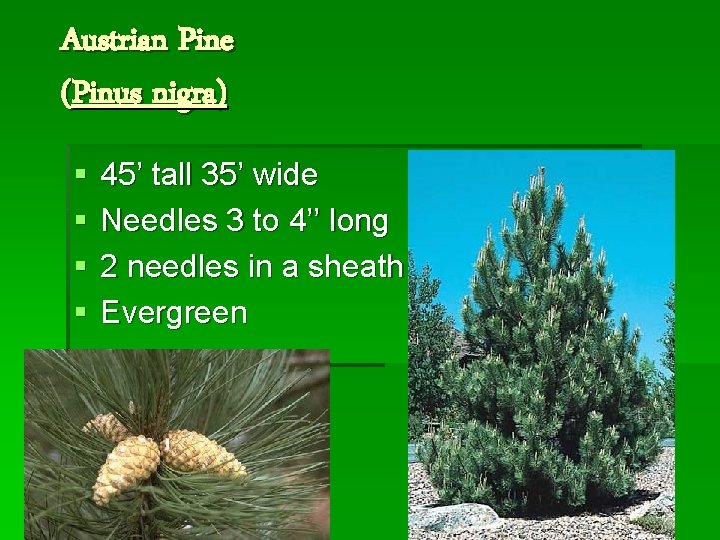 Austrian Pine (Pinus nigra) § § 45’ tall 35’ wide Needles 3 to 4’’