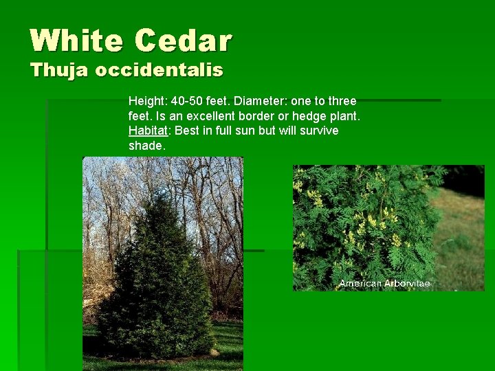 White Cedar Thuja occidentalis Height: 40 -50 feet. Diameter: one to three feet. Is