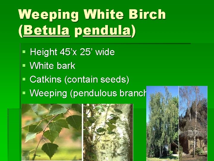 Weeping White Birch (Betula pendula) § § Height 45’x 25’ wide White bark Catkins