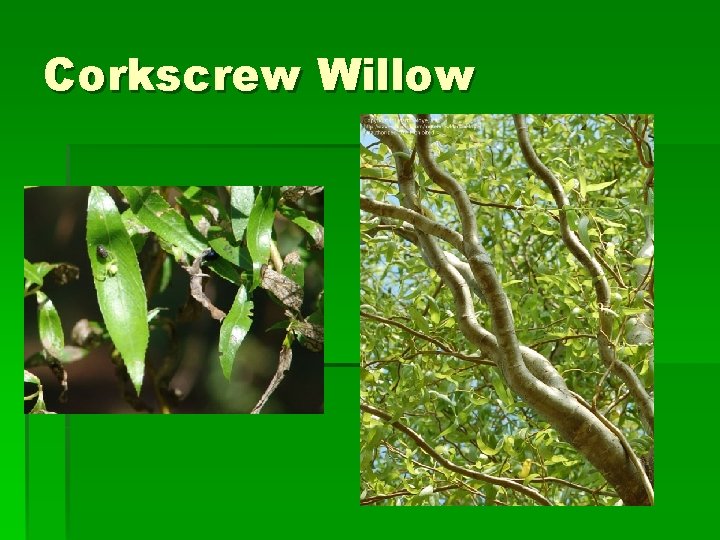 Corkscrew Willow 