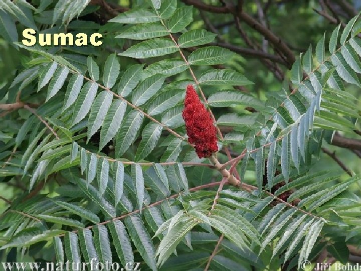 Sumac 