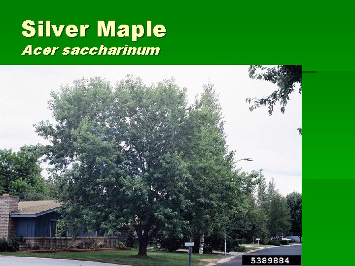 Silver Maple Acer saccharinum 
