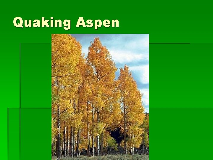 Quaking Aspen 