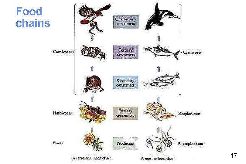 Food chains 17 