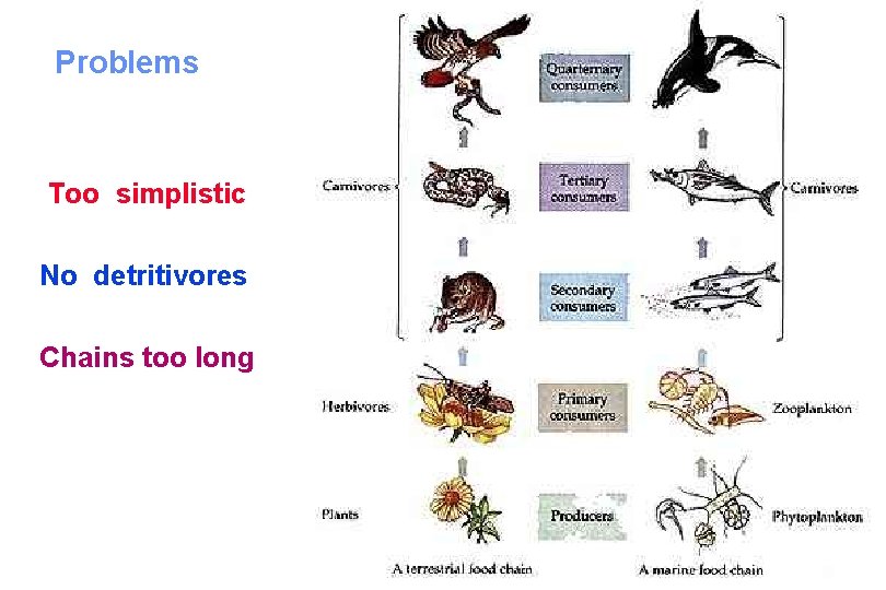 Problems Too simplistic No detritivores Chains too long 18 