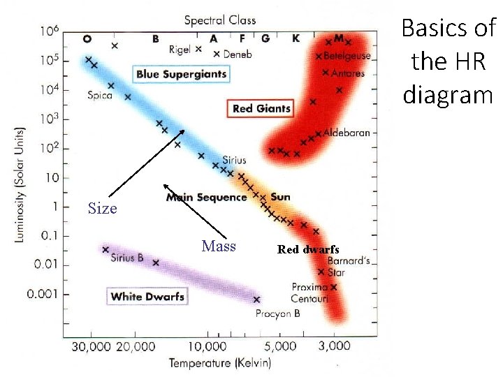 Basics of the HR diagram Size Mass Red dwarfs 