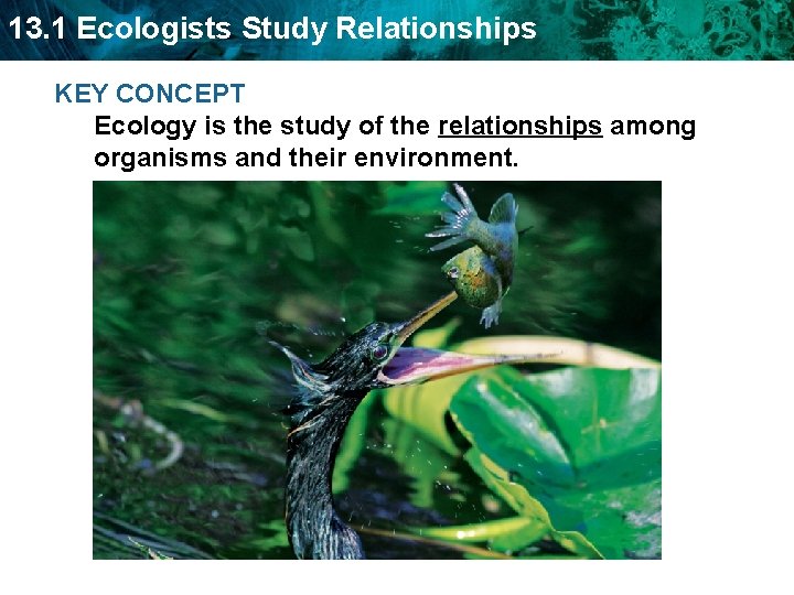 13. 1 Ecologists Study Relationships KEY CONCEPT Ecology is the study of the relationships