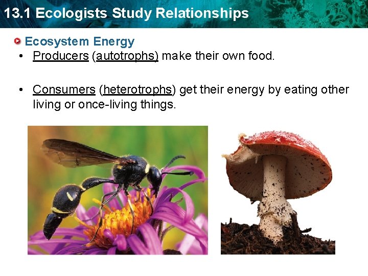 13. 1 Ecologists Study Relationships Ecosystem Energy • Producers (autotrophs) make their own food.