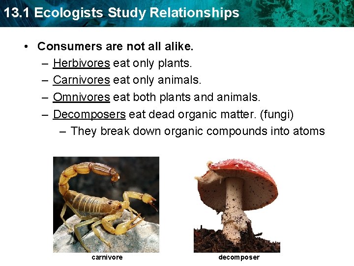 13. 1 Ecologists Study Relationships • Consumers are not all alike. – Herbivores eat