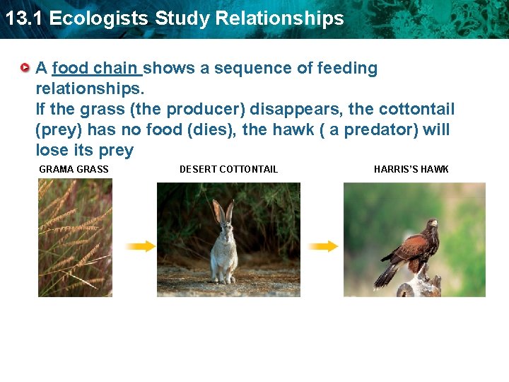 13. 1 Ecologists Study Relationships A food chain shows a sequence of feeding relationships.